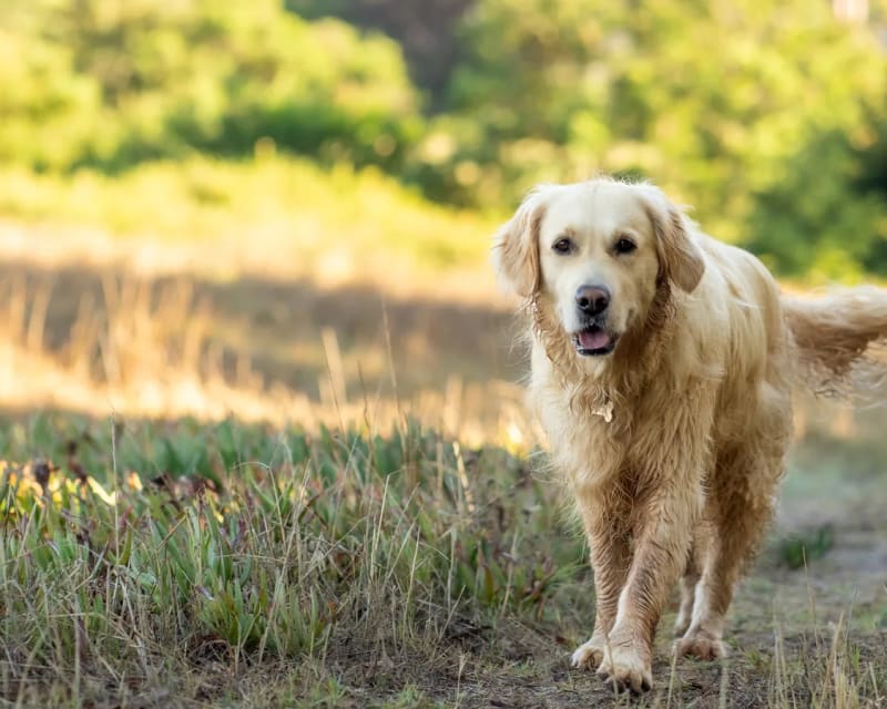 Golden Retriever de cuerpo entero al aire libre
