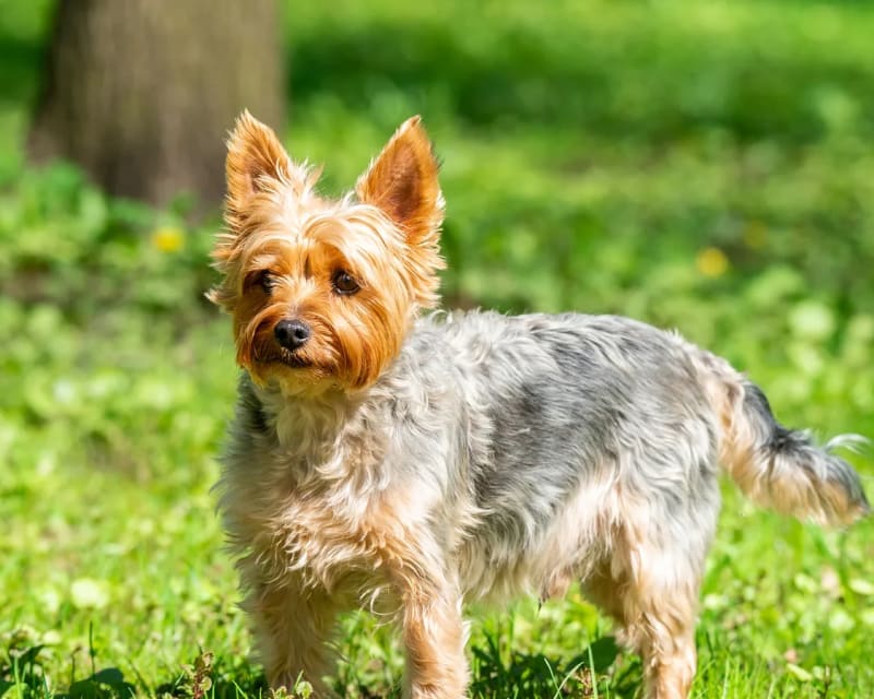 Yorkshire Terrier corriendo al aire libre