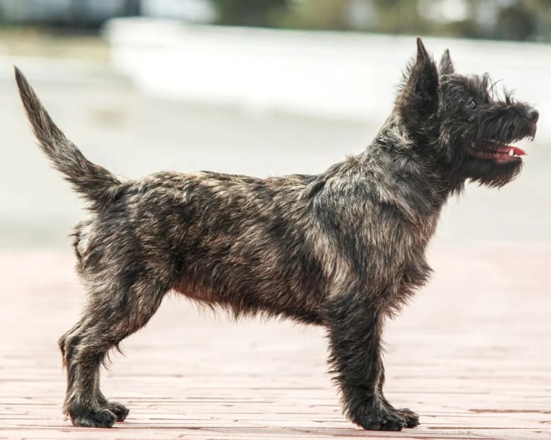 Cairn terrier de cuerpo entero al aire libre