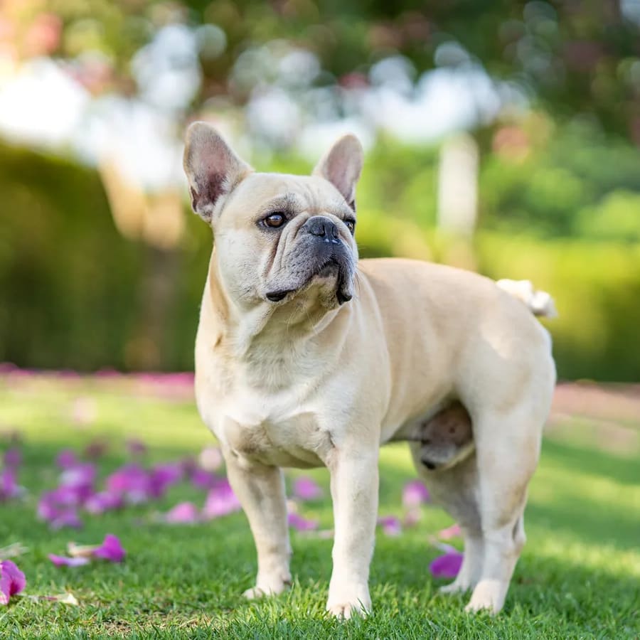 Bulldog Francés de cuerpo entero al aire libre