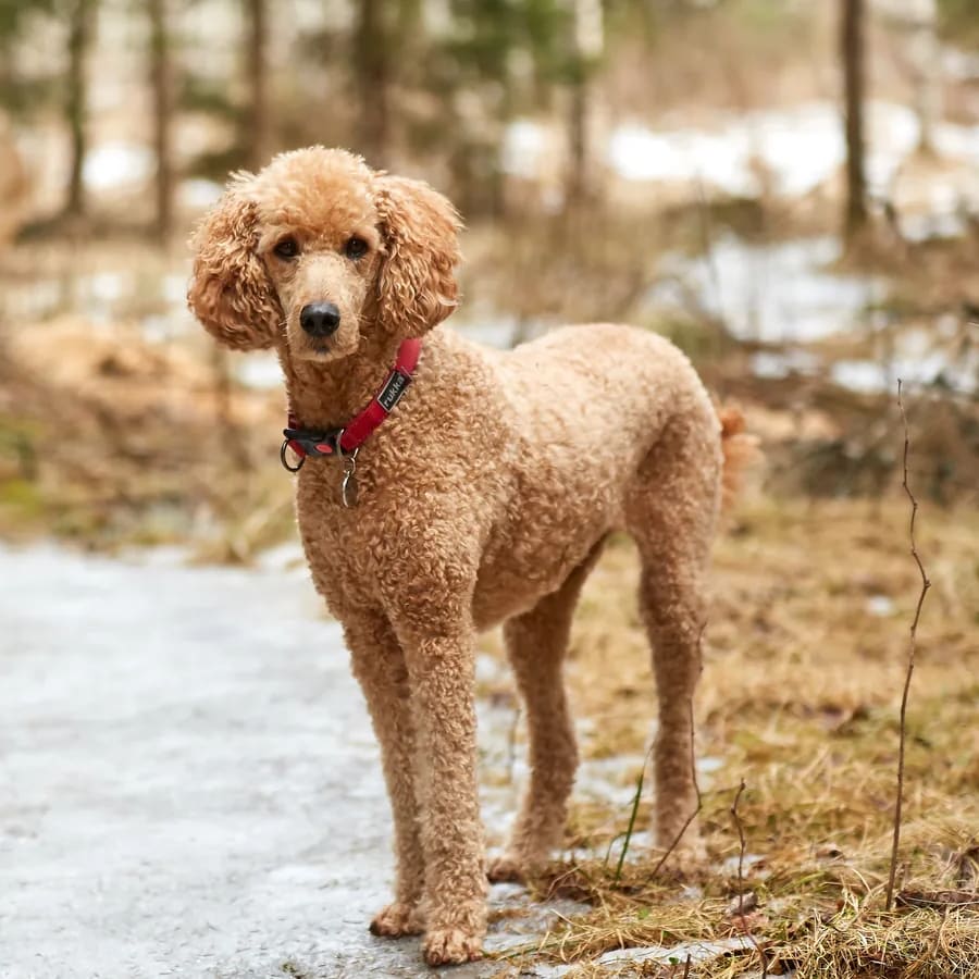 Caniche estándar de cuerpo entero al aire libre