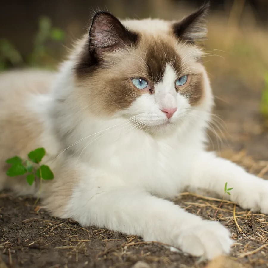 Ragdoll de cuerpo entero al aire libre