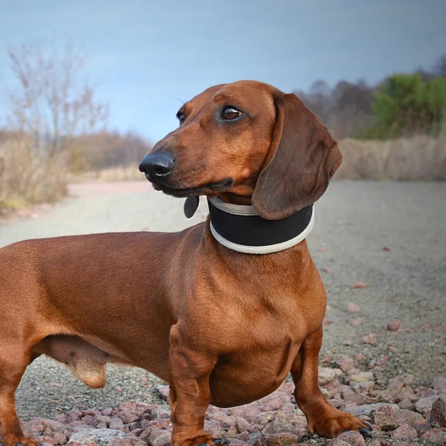 Dachshund rojo de pelo corto de pie sobre un camino de campo