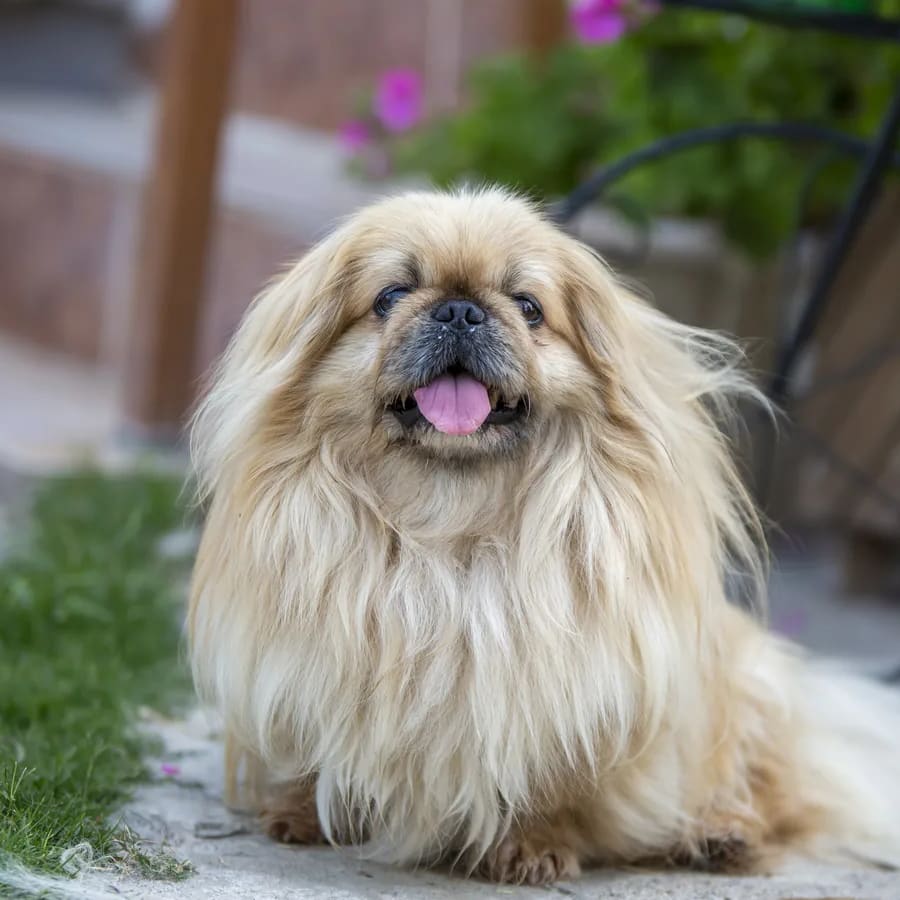 Pekinés de pelaje crema sentado en un jardín con flores y macetas