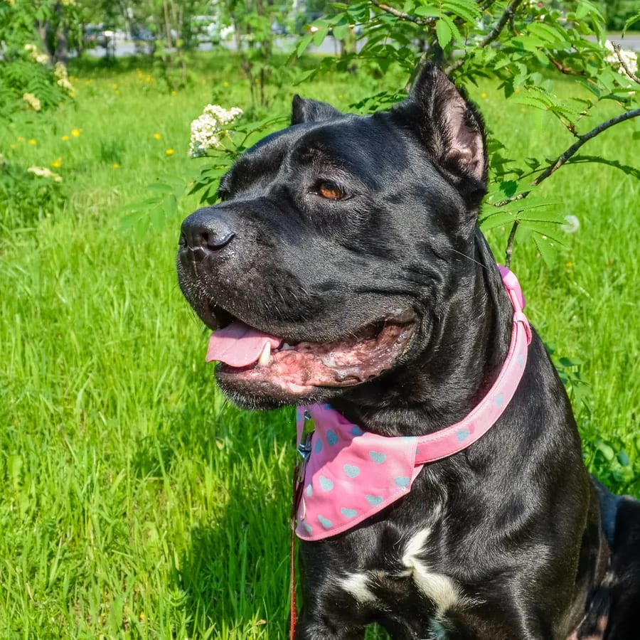 Cane Corso negro sentado sobre el pasto verde, con la lengua afuera y un pañuelo rosa