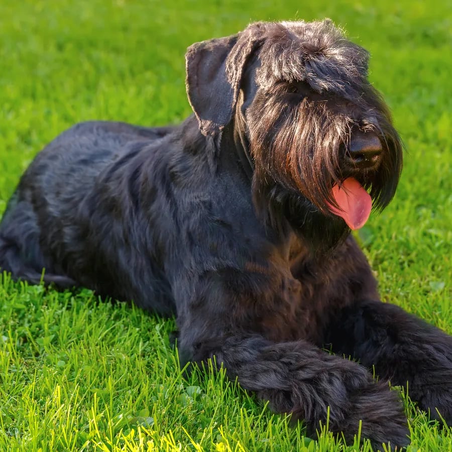 Schnauzer gigante negro tumbado sobre el césped verde con la lengua afuera, plano general