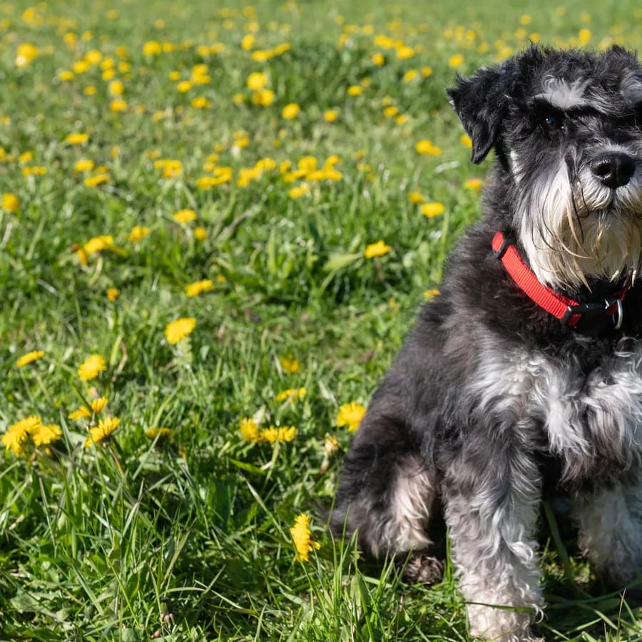 Schnauzer gris y negro sentado en un prado con dientes de león, con collar rojo