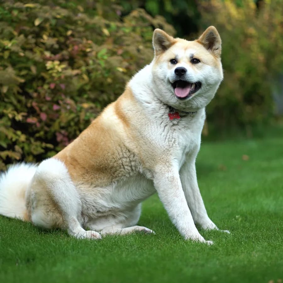 Akita inu de pelaje crema y blanco sentado sobre césped verde, con arbustos detrás