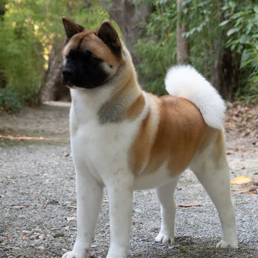 Akita americano adulto marrón y blanco de pie en un sendero de grava rodeado de vegetación