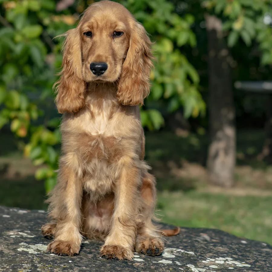 Cocker spaniel inglés dorado sentado sobre una roca en un parque, mirando al frente