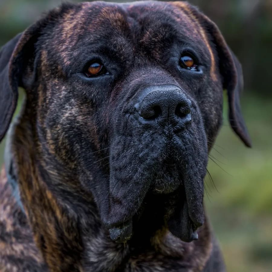 Presa canario atigrado oscuro de frente, con orejas caídas, sobre un fondo verde desenfocado