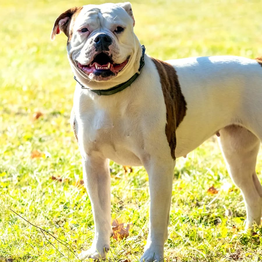 Bulldog americano blanco con manchas marrones de pie sobre el pasto, de cuerpo entero, con luz de sol
