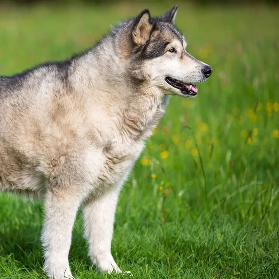Malamute de Alaska adulto de pie, de perfil, sobre pasto verde con la cola enroscada