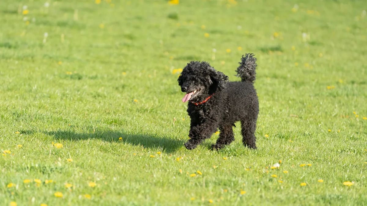 Caniche estándar corriendo al aire libre