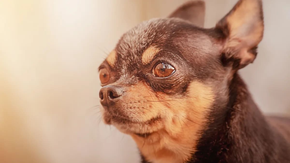 Foto: Magnific/Freepik · licencia premium Retrato de un Chihuahua adulto atento