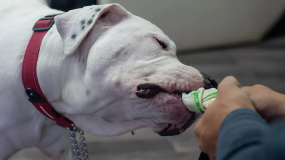 Dogo Argentino durante el cepillado del pelaje