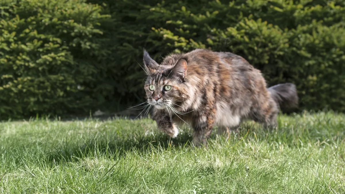 Foto: Magnific/Freepik · licencia premium Maine Coon jugando en un árbol para gatos robusto