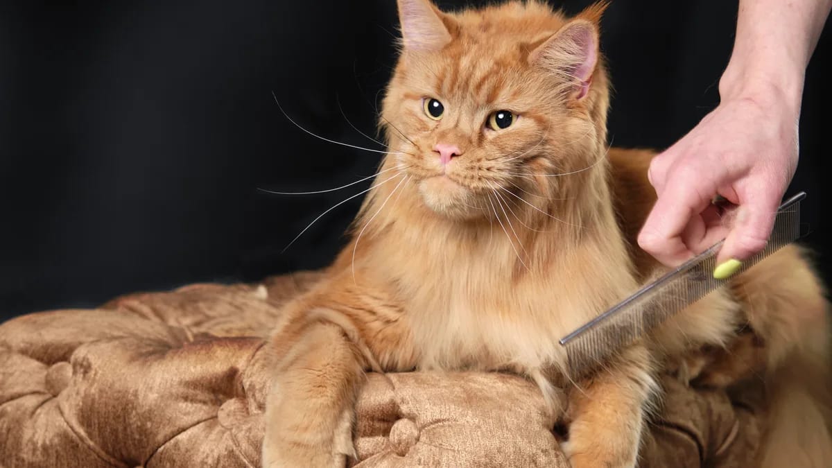 Foto: Magnific/Freepik · licencia premium Cepillado del pelaje semi-largo de un Maine Coon