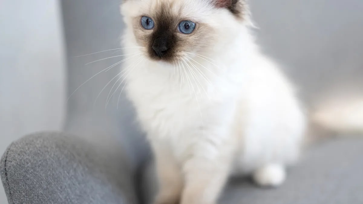 Foto de user16172657 · Magnific/Freepik (licencia premium) Ragdoll gatito