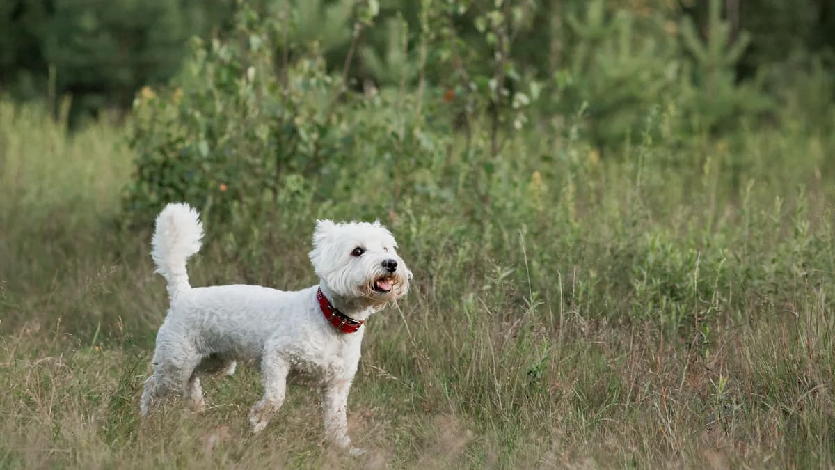 West Highland White Terrier caminando por un campo de pasto alto