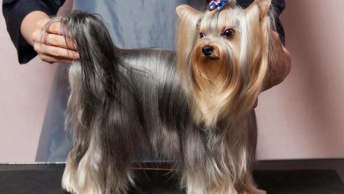Foto de vershinin89 · Magnific/Freepik (licencia premium) Yorkshire terrier de manto largo y sedoso sobre la mesa de peluquería