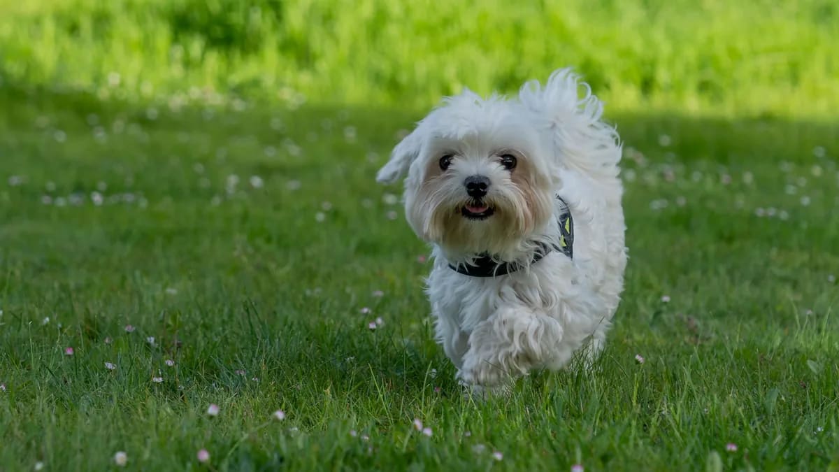 Maltés blanco caminando por el pasto verde con su collar
