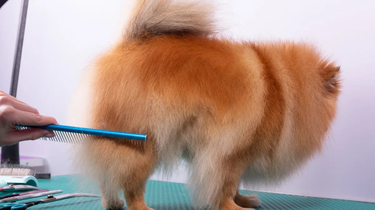 Foto de aksakalko · Magnific/Freepik (licencia premium) Peluquero peinando el pelaje esponjoso de un pomerania naranja