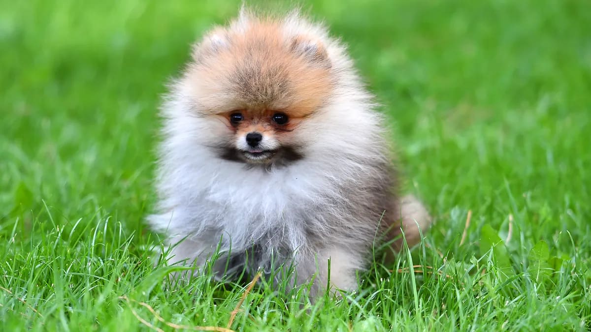 Foto de albertoclemares · Magnific/Freepik (licencia premium) Cachorro de pomerania esponjoso sentado en el pasto verde