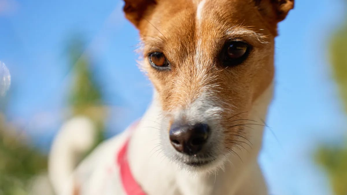 Retrato de cara de un Jack Russell Terrier con arnés rojo al aire libre