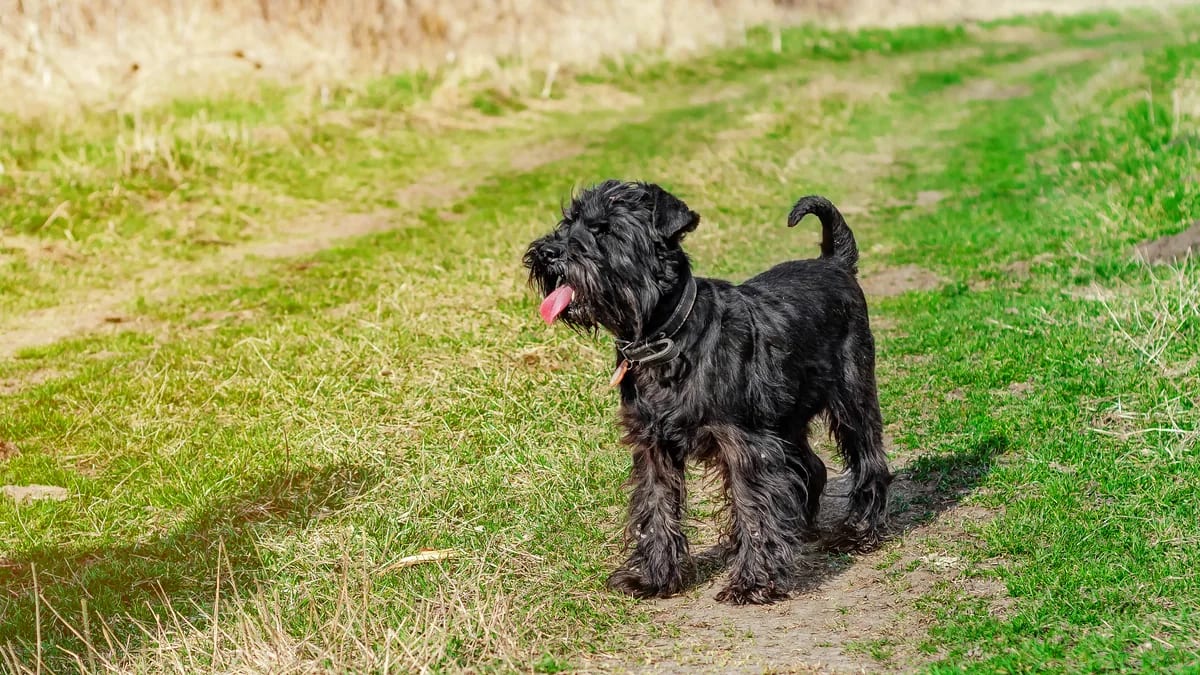 Schnauzer miniatura negro paseando por un sendero de pasto