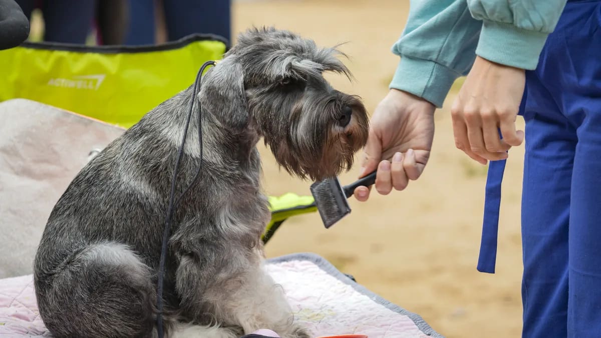 Manos cepillando la barba de un schnauzer miniatura sal y pimienta