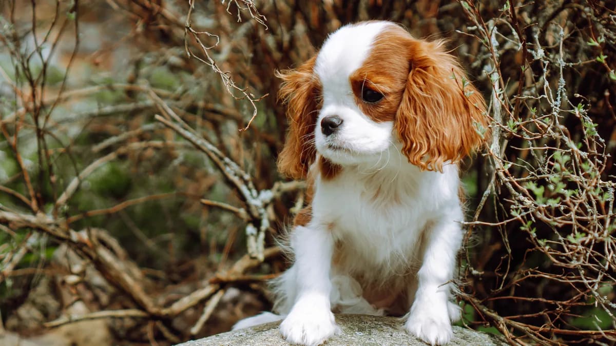 Cachorro de Cavalier King Charles Spaniel blenheim sentado sobre una roca