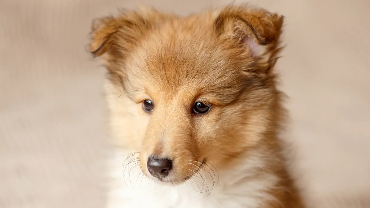 Cachorro de pastor de Shetland sable de pelo esponjoso