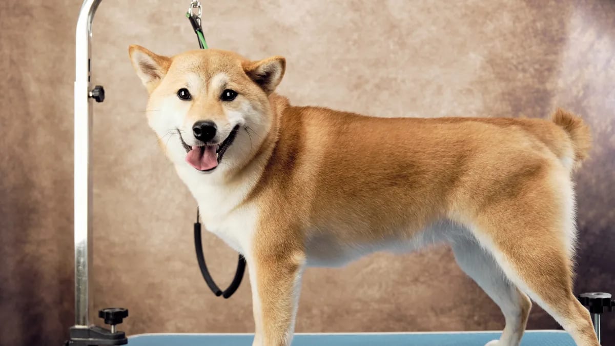 Shiba inu rojo de pie sobre una mesa de peluquería canina