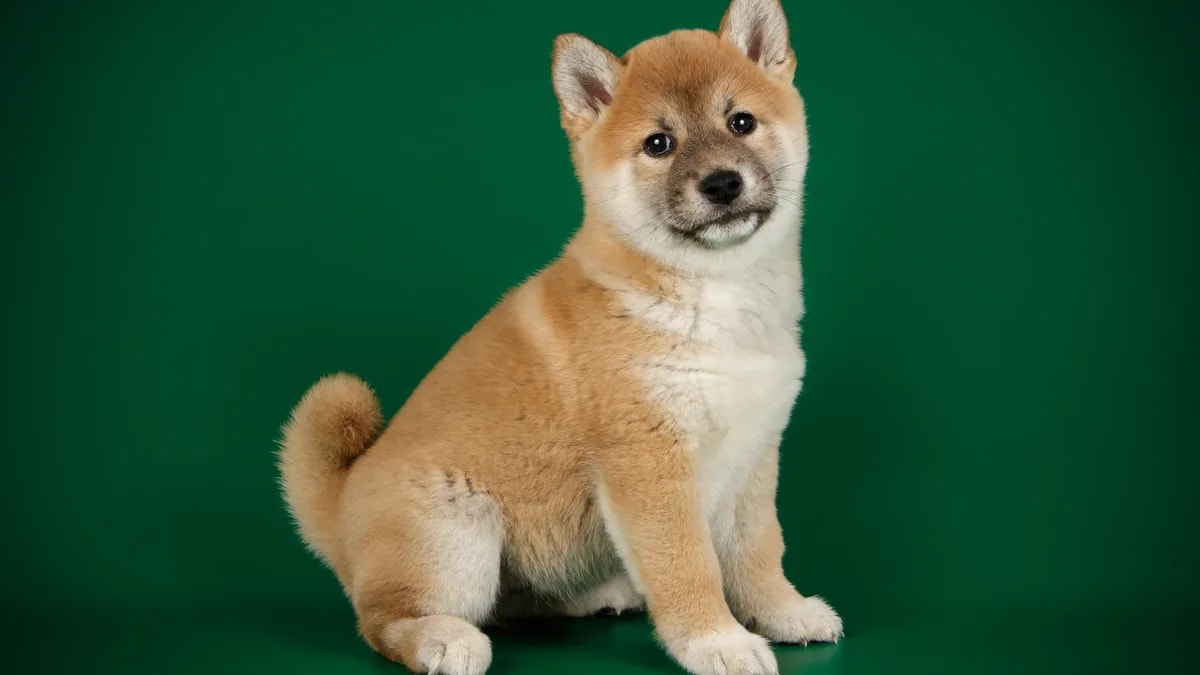 Cachorro de shiba inu sentado sobre fondo verde de estudio