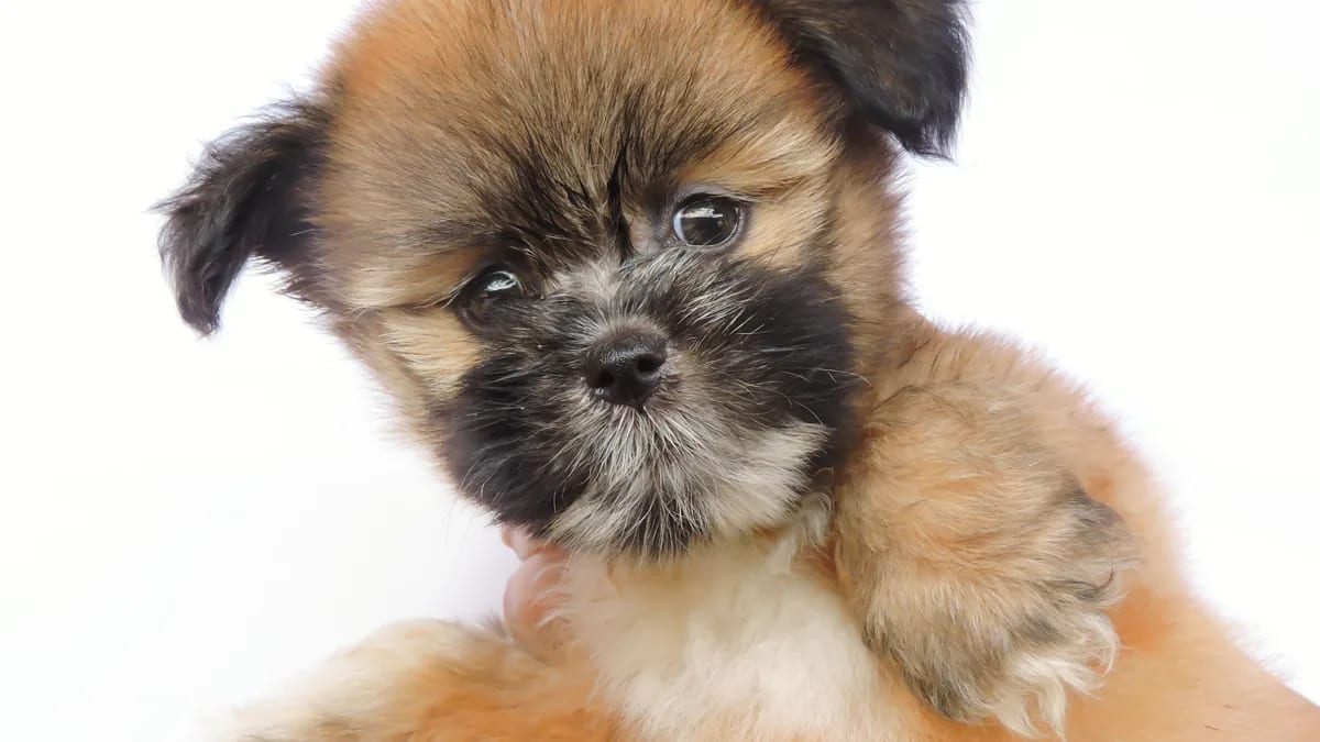 Cachorro de lhasa apso color crema y negro sobre fondo blanco