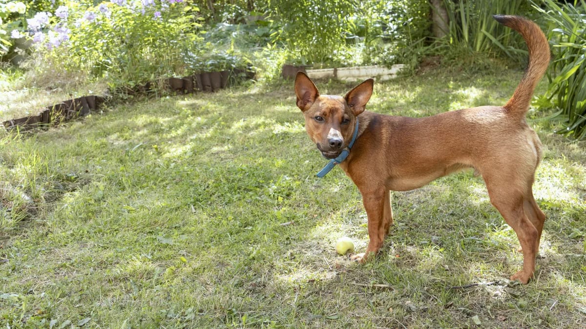 Cachorro de pinscher miniatura rojizo de pie sobre el césped del jardín