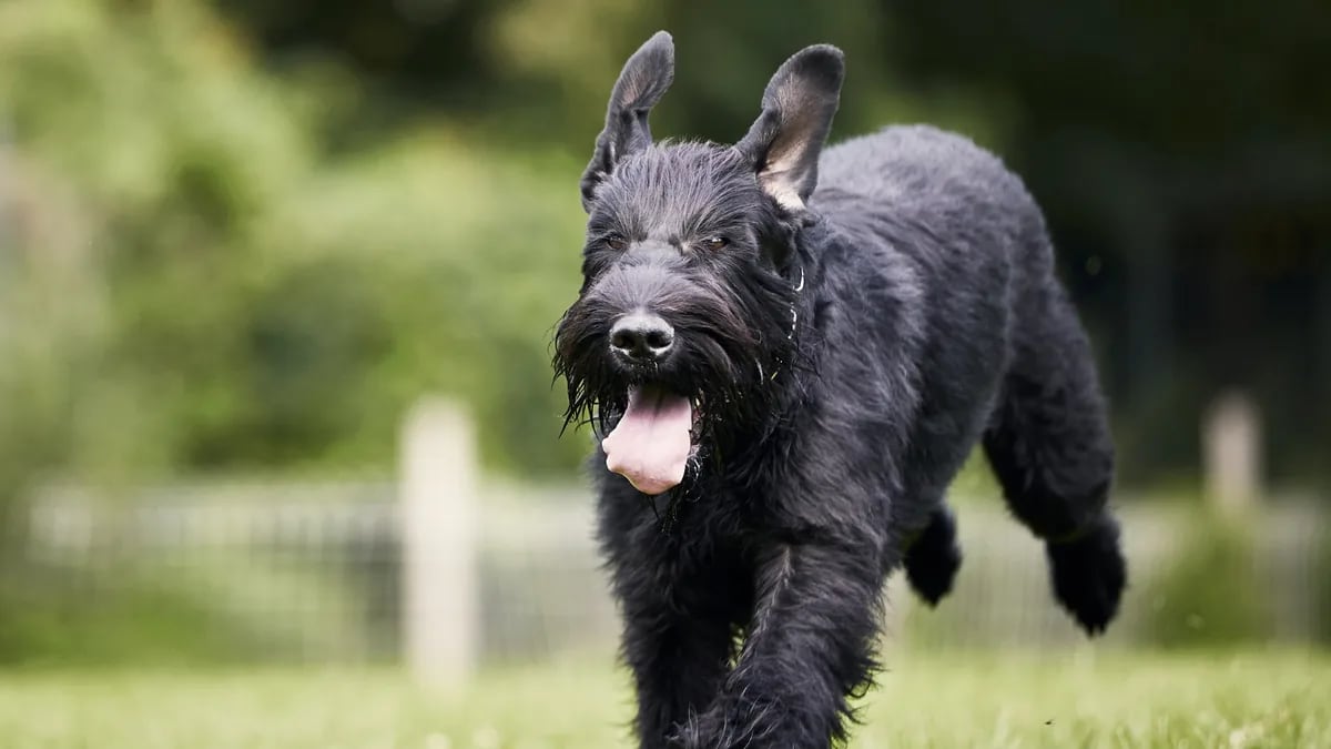 Schnauzer gigante negro corriendo hacia la cámara sobre la hierba en un parque, con la lengua afuera