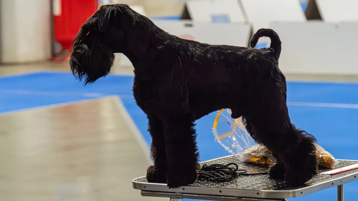 Schnauzer gigante negro de perfil sobre una mesa de arreglo, mostrando el pelaje denso y recortado
