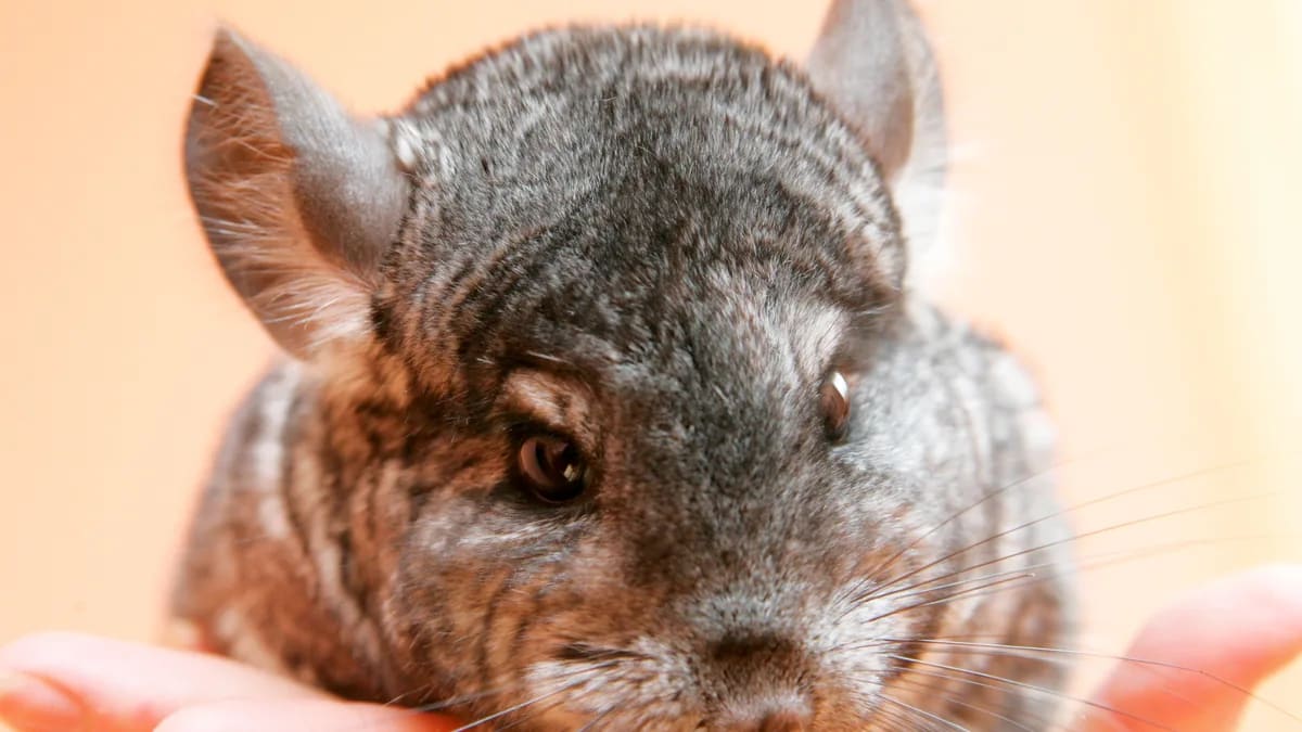 Foto de aija4995 · Magnific/Freepik (licencia premium) Primer plano de una chinchilla gris apoyada con calma sobre una mano humana