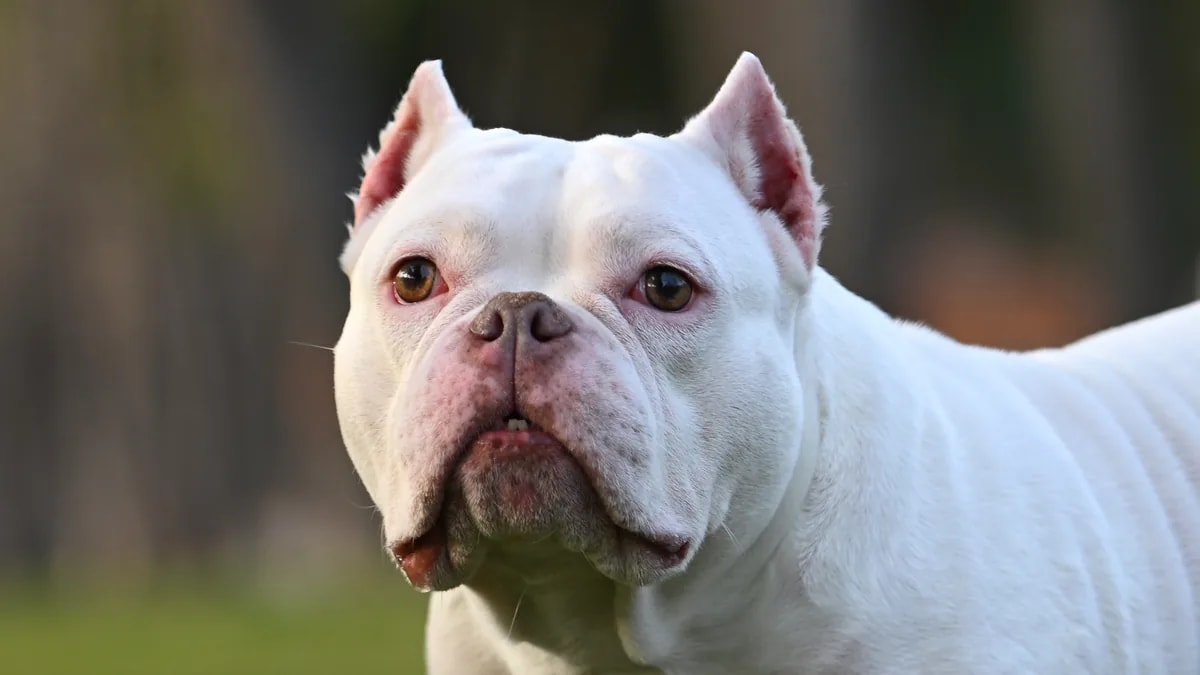 Primer plano de la cara de un American Bully blanco con orejas recortadas y mirada atenta