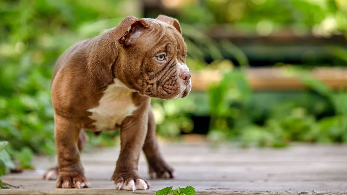 Cachorro American Bully color chocolate de pie sobre una pasarela de madera entre plantas verdes