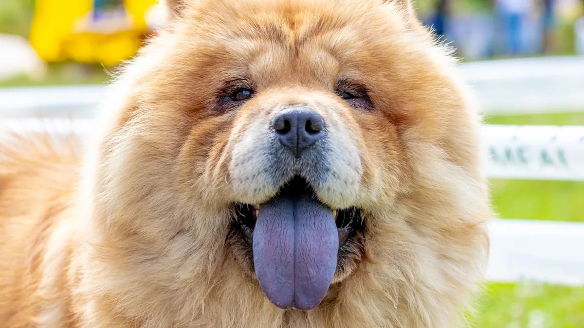 Primer plano de la cara de un Chow Chow canela con la lengua azulada afuera