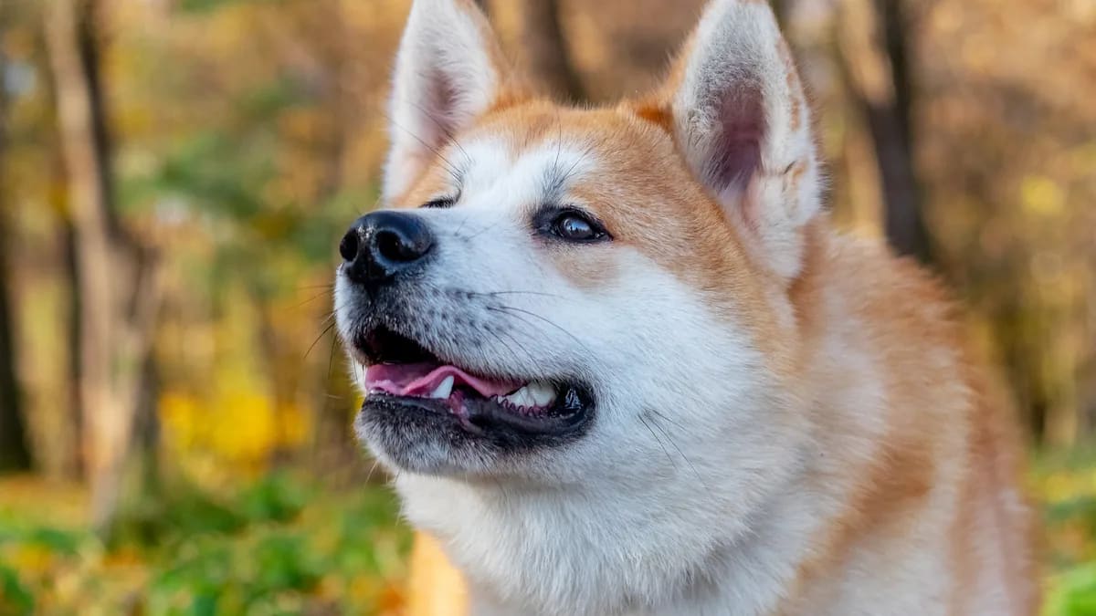 Foto de user19739995 · Magnific/Freepik (licencia premium) Primer plano de la cara de un Akita inu con orejas erguidas en un parque otoñal