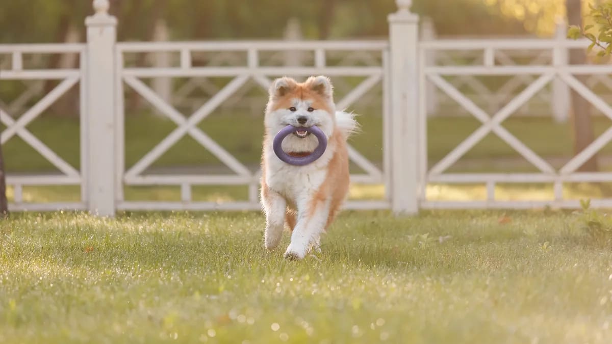 Foto de Oov · Magnific/Freepik (licencia premium) Akita inu corriendo sobre el césped con un aro de juguete en el hocico