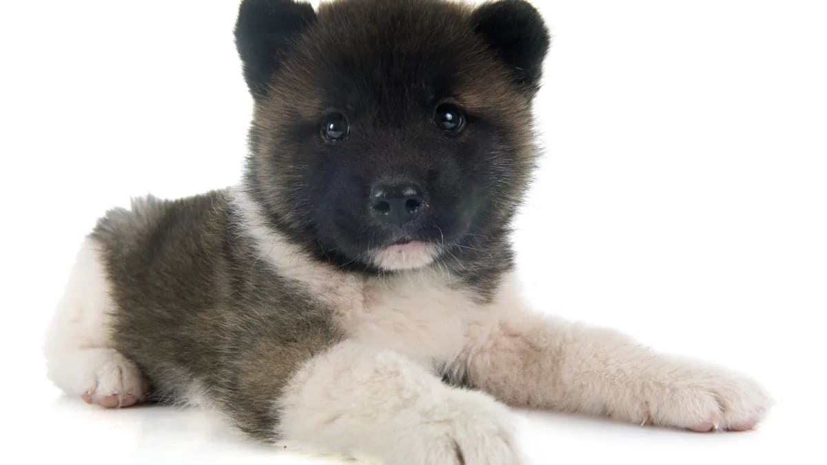 Foto de cynoclub · Magnific/Freepik (licencia premium) Cachorro de Akita americano echado sobre fondo blanco, con antifaz oscuro y pecho blanco