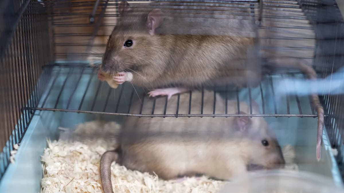 Dos ratas domésticas dentro de una jaula con rejilla y bandeja con viruta de madera