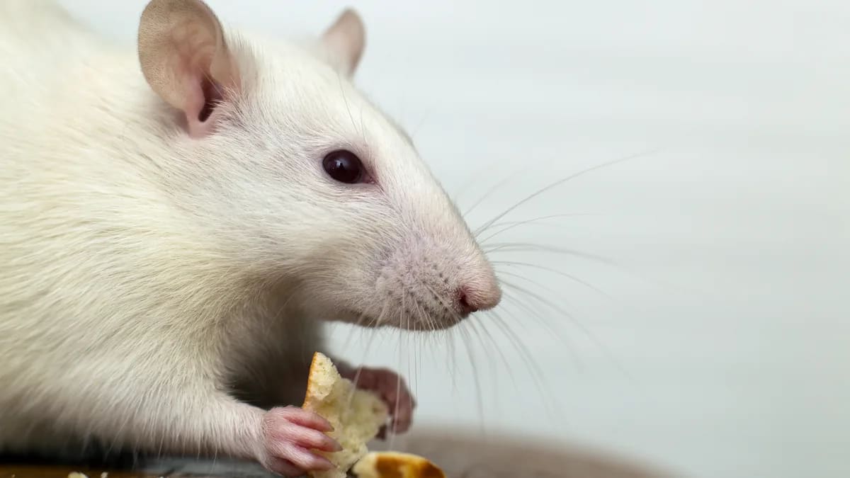 Primer plano de una rata doméstica blanca comiendo migajas de pan sostenidas con las patas delanteras