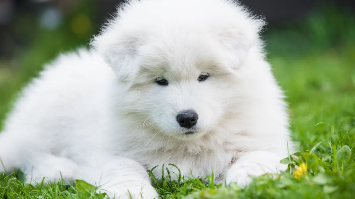 Foto de colorful19 · Magnific/Freepik (licencia premium) Cachorro samoyedo blanco echado sobre la hierba en un jardín, mirando de frente