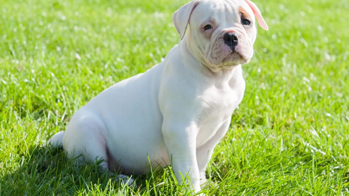 Cachorro de bulldog americano blanco sentado sobre el pasto verde, mirando a la cámara